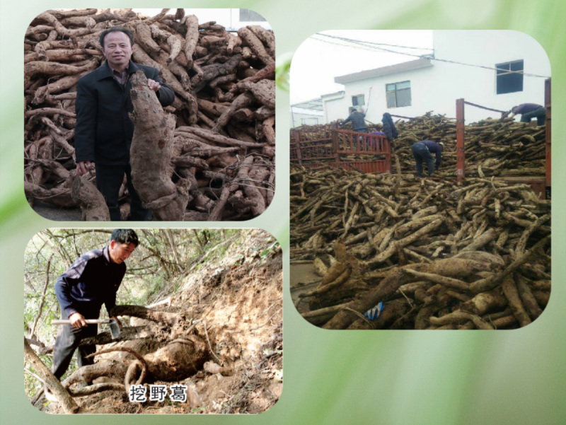 葛根的采集.png
