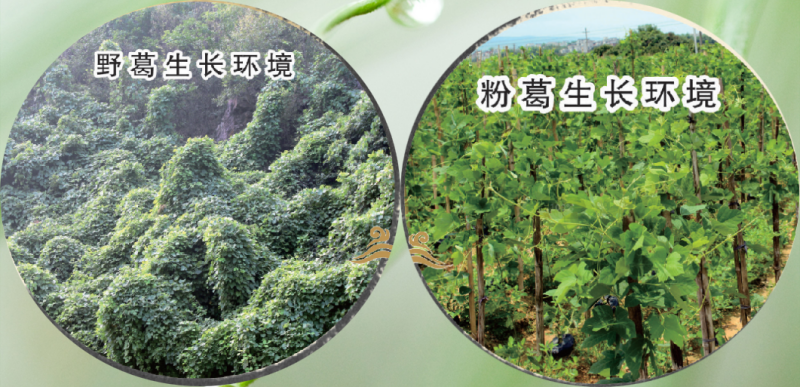 葛根的生長環(huán)境.png