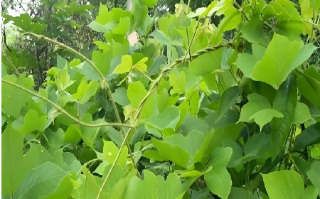 七夕寵妻狂魔就選它！二月風(fēng)雙有機(jī)野生葛根粉，健康又有文化味 
