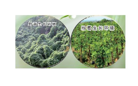 高學(xué)歷養(yǎng)生黨親測(cè)：這款雙有機(jī)野生葛根粉，憑什么成日常優(yōu)選？?