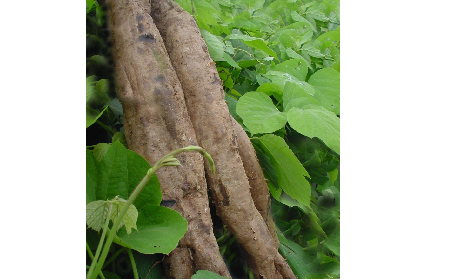 長期吃葛粉是養(yǎng)生還是傷身？科學(xué)解讀它的三大益處，讓你吃得更明白！