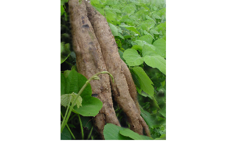 正宗的野生葛根粉，本質(zhì)是淀粉嗎？探秘千年本草中的自然饋贈