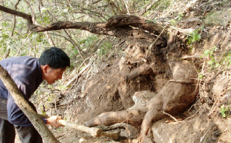 深山藏珍，二月風正在大量收購寒冬野生葛根