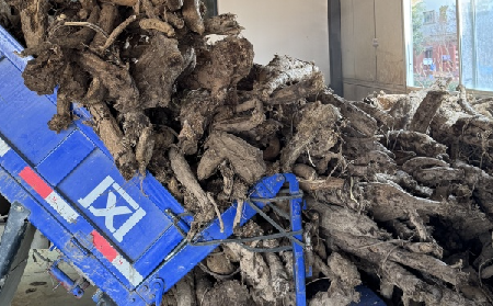 霜降采葛正當時！二月風大量收購霜降葛根，以匠心護品質、以產業(yè)助增收